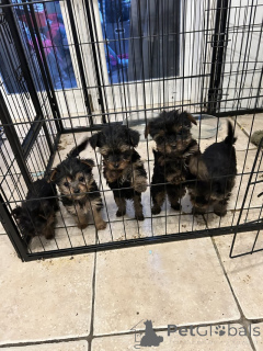 Foto №1. yorkshire terrier - zum Verkauf in der Stadt Algeremiten | verhandelt | Ankündigung № 166073