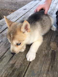 Foto №3. Siberian Husky-Welpen sind wunderschön und voller Energie. Frankreich
