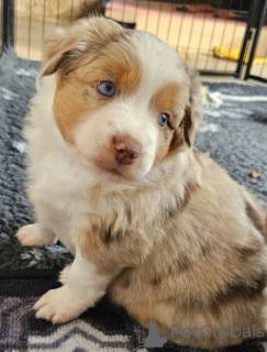 Foto №2 zu Ankündigung № 137094 über den Kauf australian shepherd - einkaufen Luxemburg quotient 	ankündigung, züchter