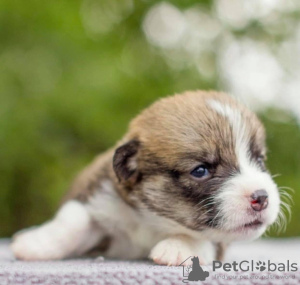 Foto №2 zu Ankündigung № 115884 zu verkaufen welsh corgi - einkaufen USA züchter