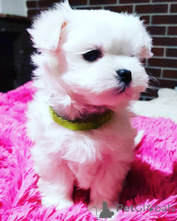 Foto №1. malteser - zum Verkauf in der Stadt Герона | 500€ | Ankündigung № 143282