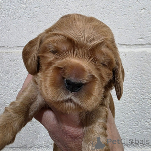 Foto №3. Kumpel verspielter männlicher englischer Cocker Spaniel. Finnland