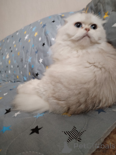 Foto №4. Ich werde verkaufen chinchilla-katze in der Stadt Москва.  - preis - verhandelt