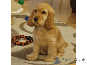 Foto №1. amerikanischer cocker spaniel - zum Verkauf in der Stadt Chemnitz | 450€ | Ankündigung № 169431