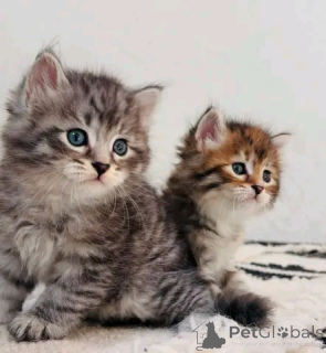 Foto №1. maine-coon-katze - zum Verkauf in der Stadt Affalterbach | 533€ | Ankündigung № 154632