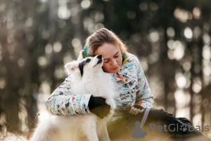 Foto №4. Ich werde verkaufen mischlingshund in der Stadt Москва. aus dem tierheim - preis - Frei