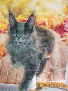 Zusätzliche Fotos: Ein schicker Kätzchenjunge