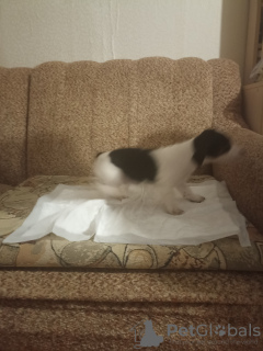Foto №2 zu Ankündigung № 131508 zu verkaufen jack russell terrier - einkaufen Russische Föderation quotient 	ankündigung