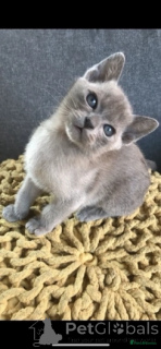 Foto №2 zu Ankündigung № 172224 zu verkaufen burma-katze - einkaufen Niederlande quotient 	ankündigung