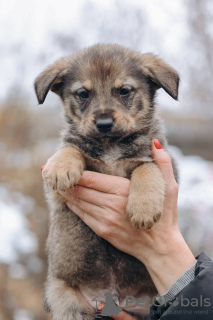 Foto №2 zu Ankündigung № 125849 zu verkaufen mischlingshund - einkaufen Russische Föderation quotient 	ankündigung