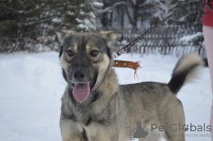 Foto №1. mischlingshund - zum Verkauf in der Stadt Краснокамск | Frei | Ankündigung № 9007
