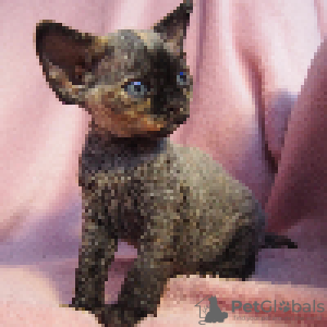 Foto №1. devon rex - zum Verkauf in der Stadt Krakau | 1000€ | Ankündigung № 114804