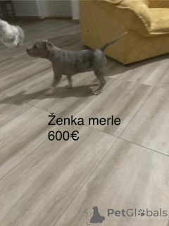 Foto №2 zu Ankündigung № 158022 zu verkaufen bullterrier - einkaufen Serbien züchter