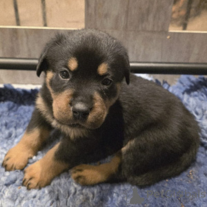 Foto №1. rottweiler - zum Verkauf in der Stadt Odensa | verhandelt | Ankündigung № 169955