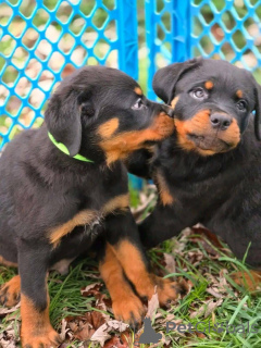 Foto №1.  - zum Verkauf in der Stadt California Gully | verhandelt | Ankündigung № 161315