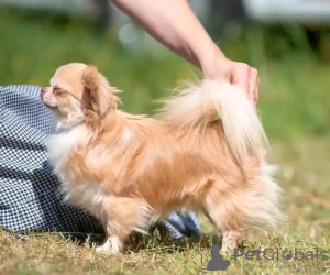 Foto №2 zu Ankündigung № 121729 zu verkaufen chihuahua - einkaufen Frankreich züchter