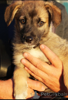 Foto №4. Ich werde verkaufen mischlingshund in der Stadt Москва. quotient 	ankündigung - preis - Frei