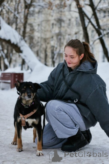 Foto №4. Ich werde verkaufen mischlingshund in der Stadt Moskova. quotient 	ankündigung - preis - Frei