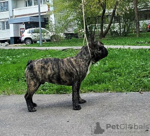 Foto №3. Französische Bulldogge (RKF/FCI) - umgekehrter Tiger (79959037777). Russische Föderation