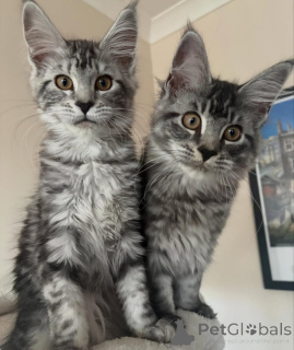 Foto №3. Wunderschöne Maine-Coon-Kätzchen suchen ein liebevolles neues Zuhause. Deutschland