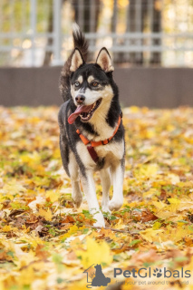 Foto №1. siberian husky - zum Verkauf in der Stadt Москва | Frei | Ankündigung № 123982