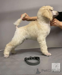 Foto №4. Ich werde verkaufen pudel (royal) in der Stadt Nekla. vom kindergarten - preis - 2000€