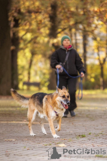 Zusätzliche Fotos: Gerda ist die Verkörperung von Geborgenheit, großer Liebe und Treue!