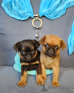 Foto №1. petit brabançon - zum Verkauf in der Stadt Moskwa | 485€ | Ankündigung № 167165