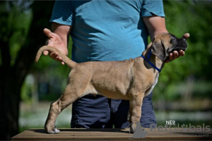 Foto №3. Cane Corso-Welpen. Serbien