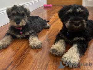 Foto №1. schnauzer - zum Verkauf in der Stadt Montecarlo | 484€ | Ankündigung № 172798