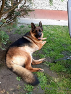 Foto №1. deutscher schäferhund - zum Verkauf in der Stadt Texas schreien | 4359€ | Ankündigung № 168814