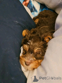 Foto №1. yorkshire terrier - zum Verkauf in der Stadt Eckerö | 450€ | Ankündigung № 176153