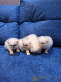 Foto №3. Verkaufe persische Kätzchen vom Typ Extreme Farbe Cream Point. 3 Jungen und 1. Ukraine
