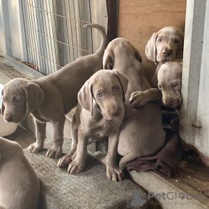 Foto №1. weimaraner - zum Verkauf in der Stadt München | Frei | Ankündigung № 110874