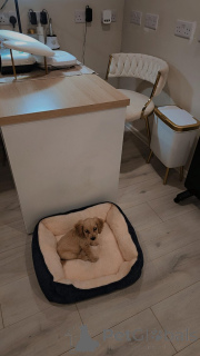 Foto №3. Trauriger Verkauf eines männlichen und weiblichen Cockerspaniel-Welpen. Belgien