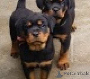 Foto №1. rottweiler - zum Verkauf in der Stadt Wien | 350€ | Ankündigung № 160986