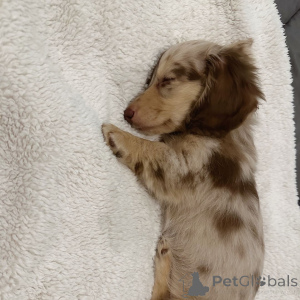 Foto №2 zu Ankündigung № 160248 zu verkaufen dackel - einkaufen Niederlande quotient 	ankündigung