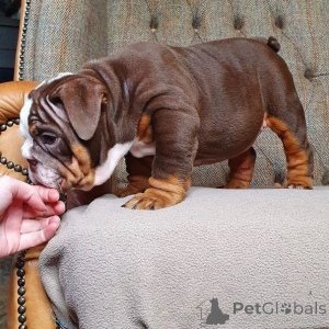 Foto №4. Ich werde verkaufen englische bulldogge in der Stadt Falun. quotient 	ankündigung, züchter - preis - 1400€