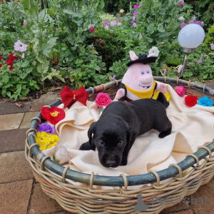 Foto №2 zu Ankündigung № 146014 zu verkaufen labradoodle - einkaufen Polen quotient 	ankündigung