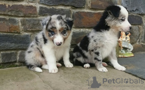 Foto №1. border collie - zum Verkauf in der Stadt Potsdam | 320€ | Ankündigung № 126345