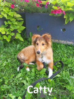 Foto №2 zu Ankündigung № 113895 zu verkaufen shetland sheepdog - einkaufen Estland vom kindergarten