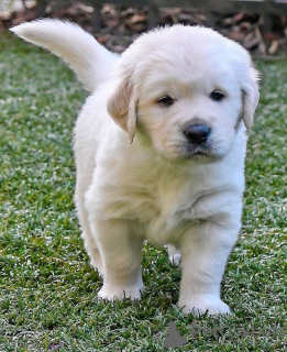 Foto №3. Gesunde, süße Golden Retriever-Welpen stehen jetzt zum Verkauf. Neuseeland