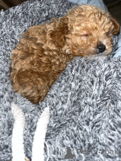 Foto №1. maltipu - zum Verkauf in der Stadt Yerevan | 850€ | Ankündigung № 139785