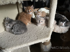 Foto №1. türkisch angora - zum Verkauf in der Stadt Baaienfurt | 350€ | Ankündigung № 150512