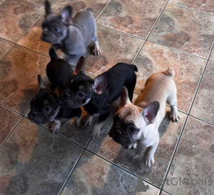 Foto №4. Ich werde verkaufen boston terrier in der Stadt Delft. quotient 	ankündigung - preis - 550€