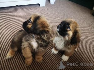 Foto №1. pekingese - zum Verkauf in der Stadt Malolos | verhandelt | Ankündigung № 176495