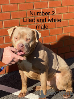 Foto №3. XL American Tyrann zum Verkauf. Portugal