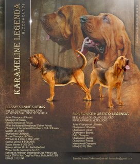 Foto №1. bloodhound - zum Verkauf in der Stadt Мариямполе | verhandelt | Ankündigung № 6460