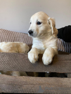 Foto №1. golden retriever - zum Verkauf in der Stadt Berlin | verhandelt | Ankündigung № 30190