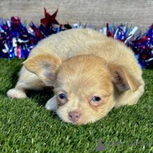 Foto №4. Ich werde verkaufen chihuahua in der Stadt Berlin. quotient 	ankündigung - preis - 400€